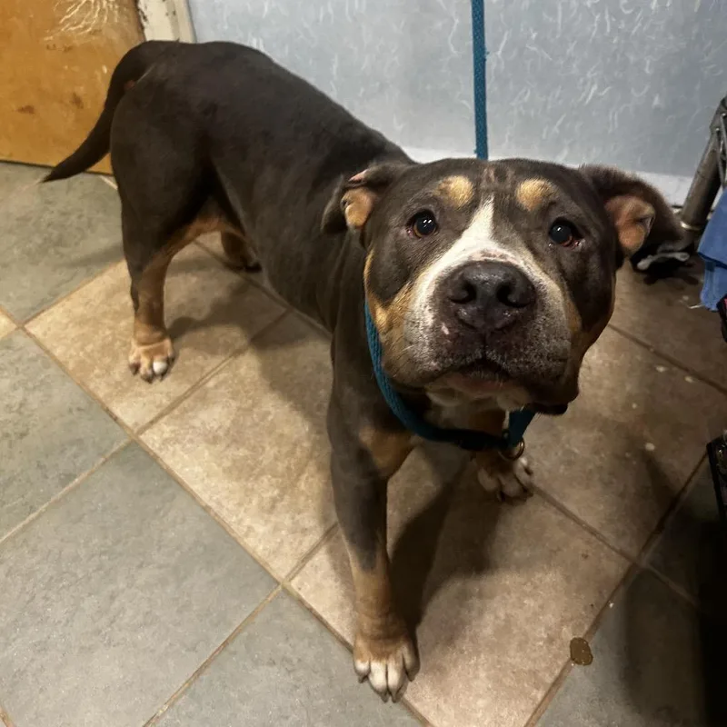 An adult medium-sized female Gray / Blue / Silver Mixed Breed dog named Eve for adoption in Chattanooga, TN