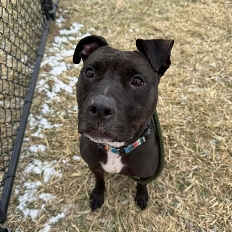 An adult medium-sized female Black American Staffordshire Terrier dog named Stella for adoption in Monticello, IA