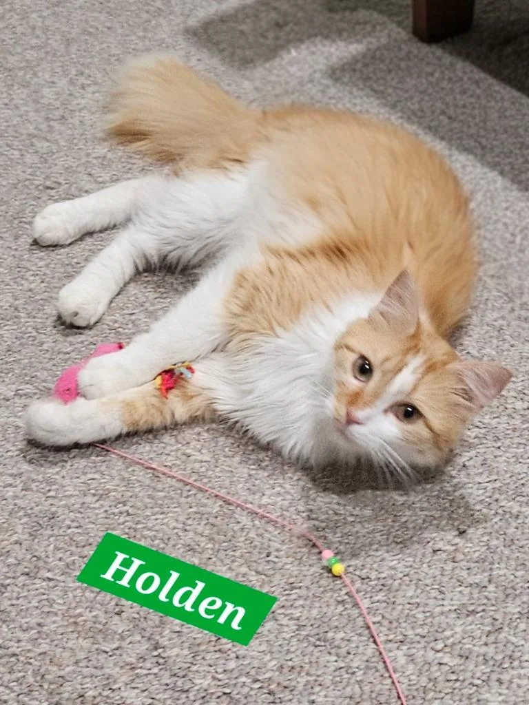 Holden thumbnail 2