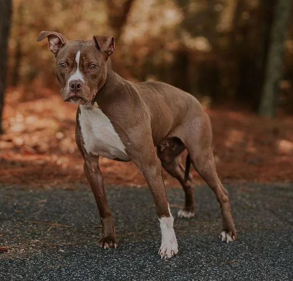 An adult medium-sized female Pit Bull Terrier dog named Hazel for adoption in Dallas, GA