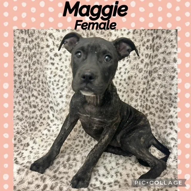 A baby medium-sized female Plott Hound dog named Maggie for adoption in Manchester, CT