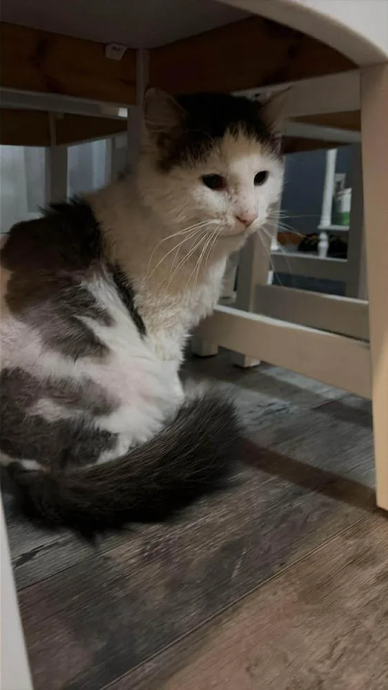 An adult small-sized male Black & White / Tuxedo Domestic Medium Hair cat named Kermit for adoption in Plymouth, MN