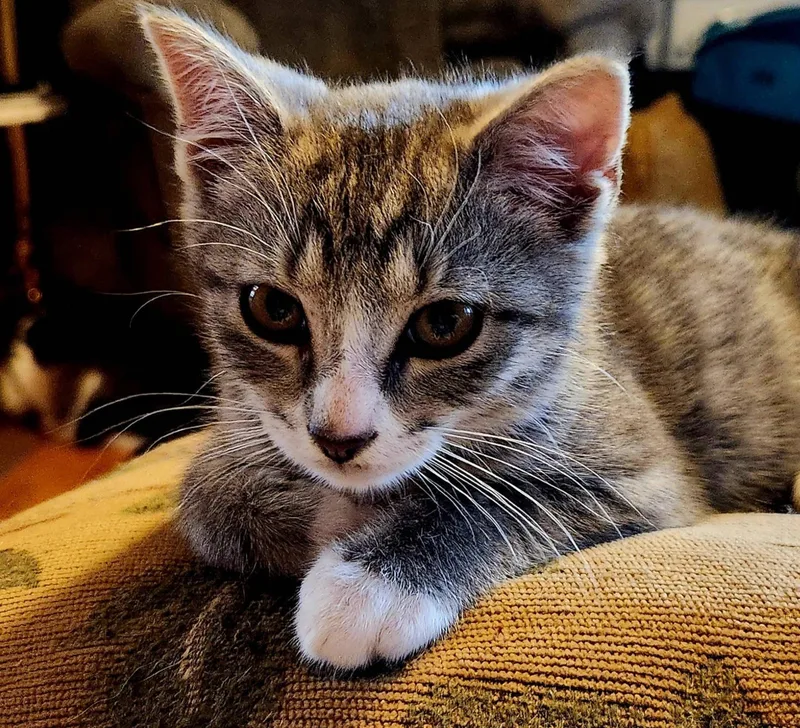 A baby medium-sized male Tabby (Gray / Blue / Silver) Domestic Short Hair cat named Boone for adoption in Radford, VA
