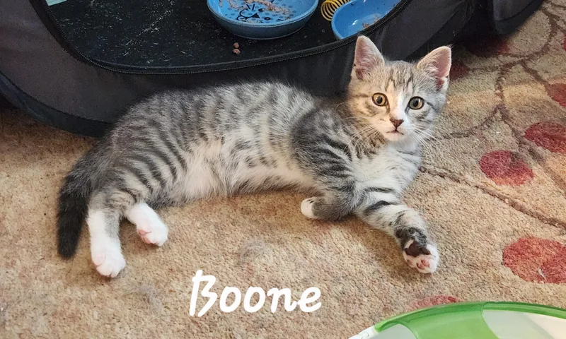 Boone thumbnail 2