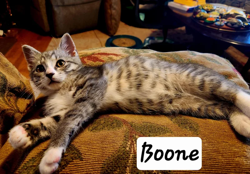 Boone thumbnail 4