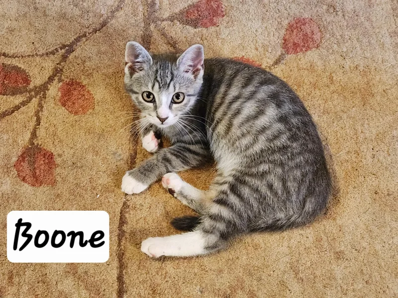 Boone thumbnail 5