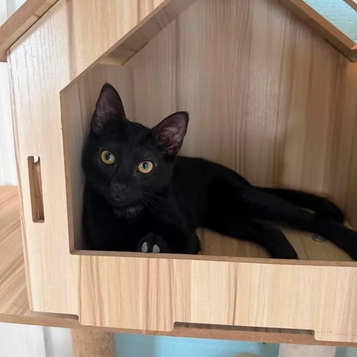 A young medium-sized female Black Domestic Short Hair cat named Tate for adoption in Wilmington, NC