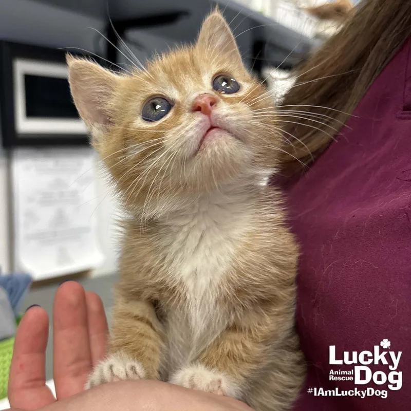 A baby medium-sized male Orange / Red Domestic Short Hair cat named Travis for adoption in Washington, DC