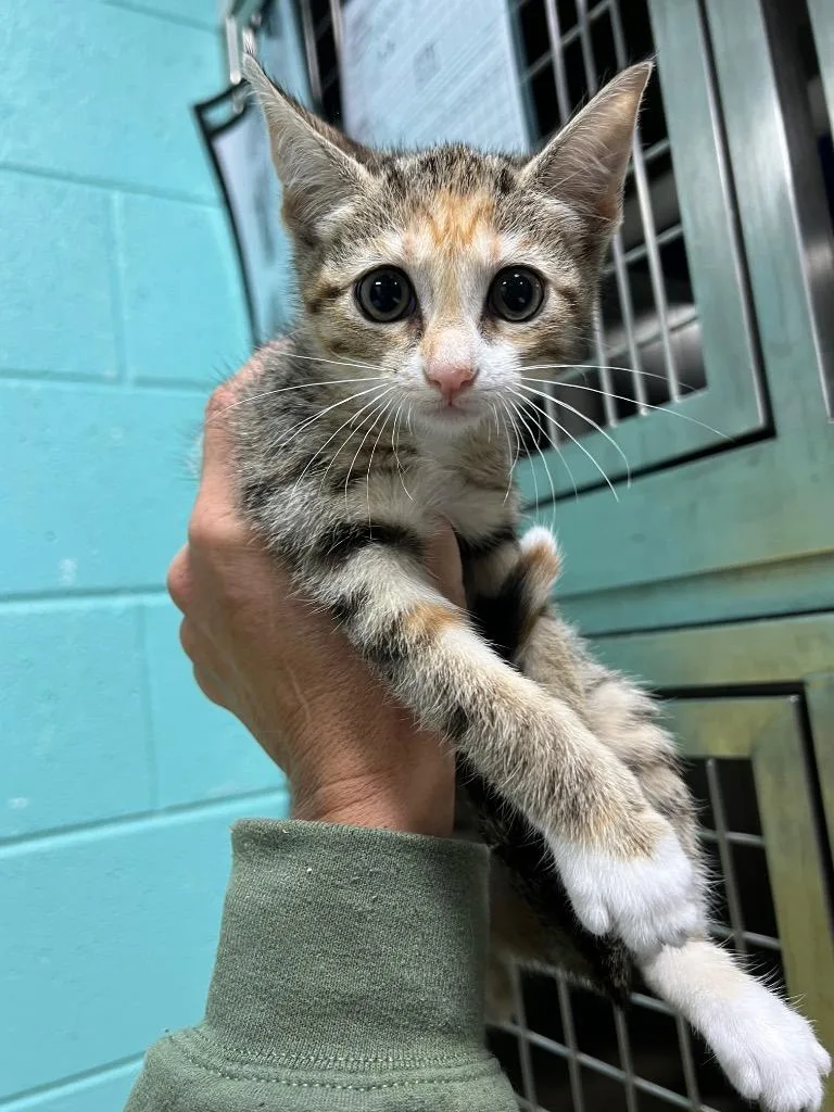 A baby small-sized female Domestic Short Hair cat named Provolone for adoption in Chickamauga , GA