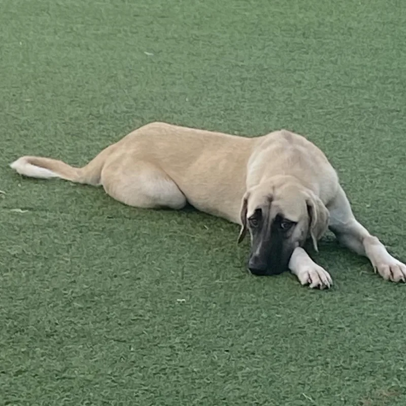 A young medium-sized female Mixed Breed dog named Shirley for adoption in LOXAHATCHEE, FL