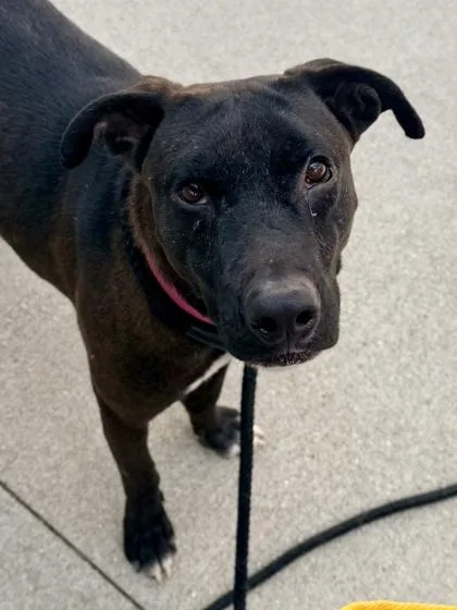 An adult medium-sized male Mixed Breed dog named Carl for adoption in Cincinnati, OH