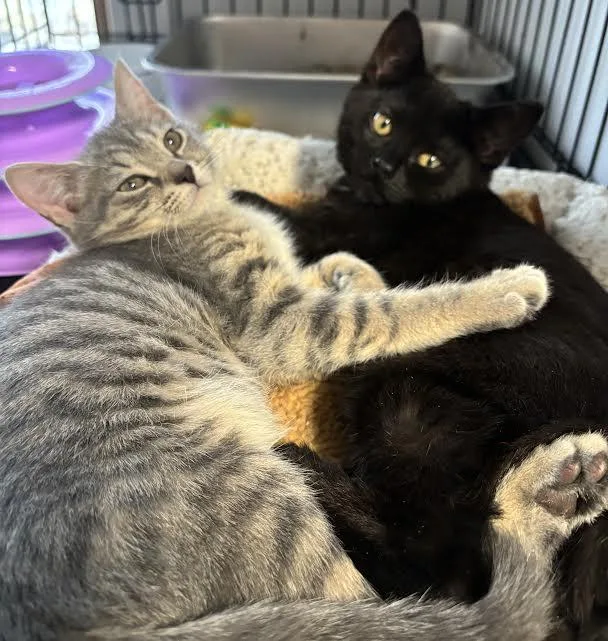 Snickers And Milkyway