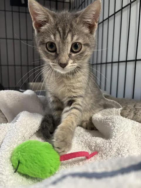 Snickers And Milkyway thumbnail 2