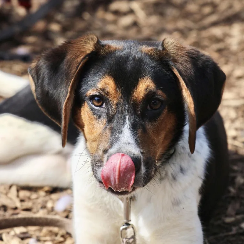 A baby small-sized male Black Hound dog named Boo Bear for adoption in Briarcliff Manor, NY