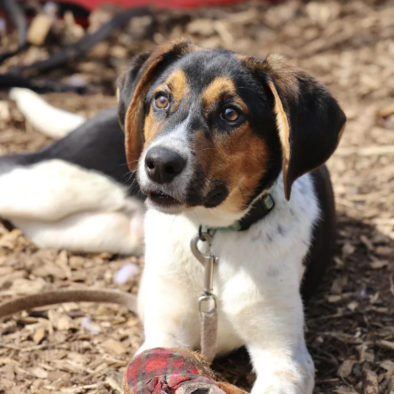 Boo Bear thumbnail 2