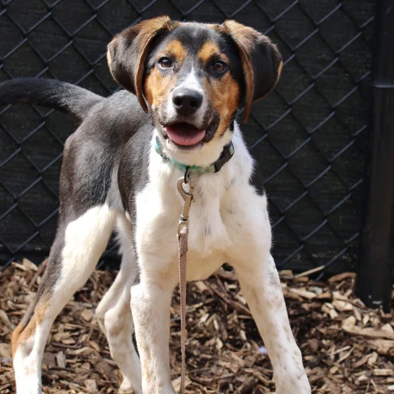 Boo Bear thumbnail 3