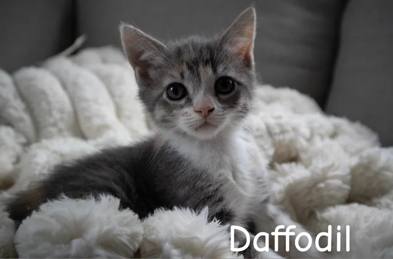 A baby medium-sized female Tabby (Gray / Blue / Silver) American Shorthair cat named Daffodil for adoption in Springfield, MA