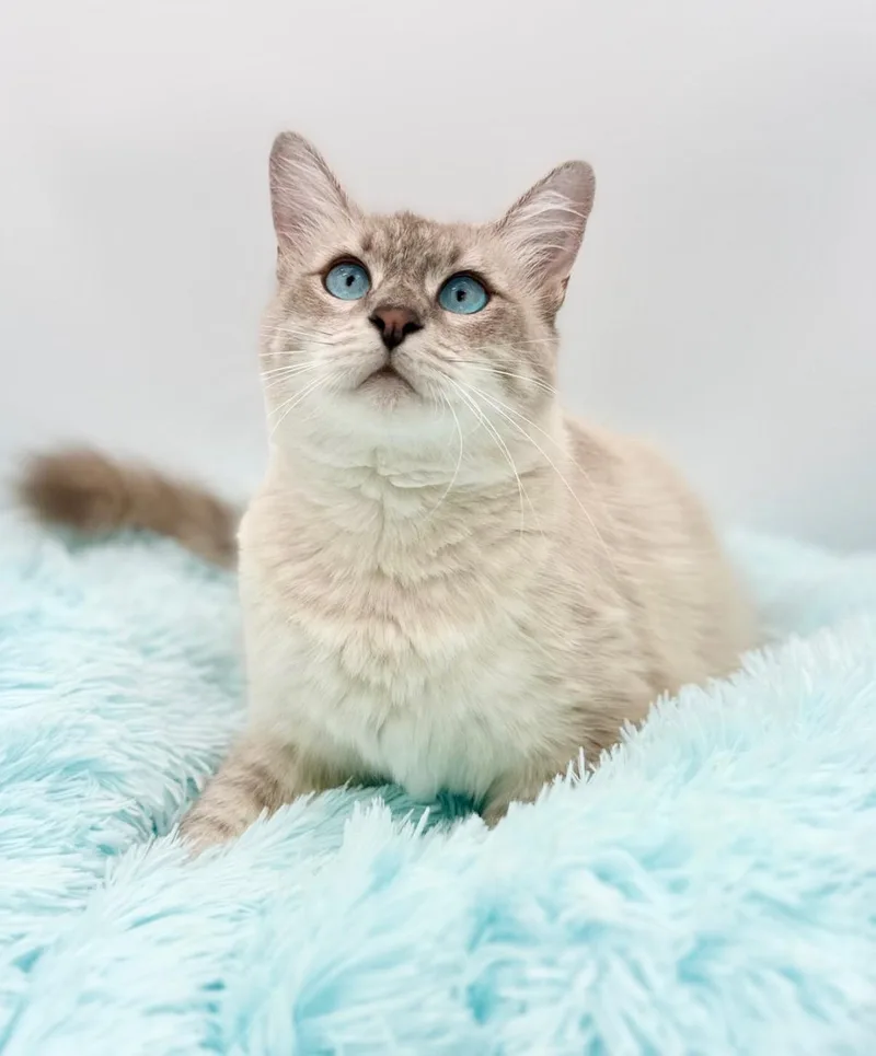 A young medium-sized female Blue Point Ragamuffin cat named Idra for adoption in Covington, LA