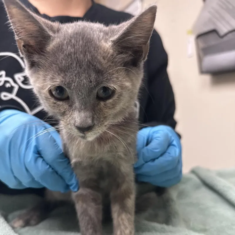 A baby small-sized female Tortoiseshell Domestic Short Hair cat named Starfire for adoption in Lakeland, FL
