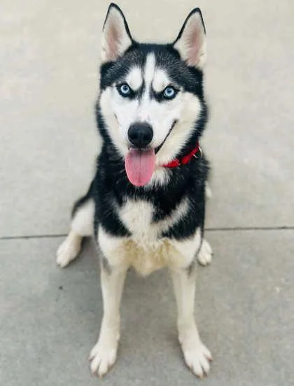 An adult large-sized male Siberian Husky dog named Charleston for adoption in West Chester, PA