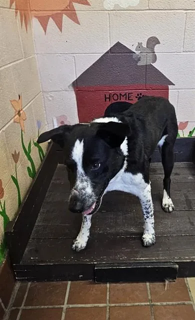 An adult medium-sized male Australian Kelpie dog named Cottontail for adoption in Castaic, CA