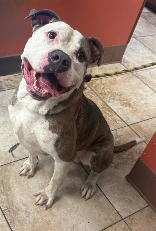 An adult large-sized male White / Cream Mixed Breed dog named Marciano for adoption in Cincinnati, OH