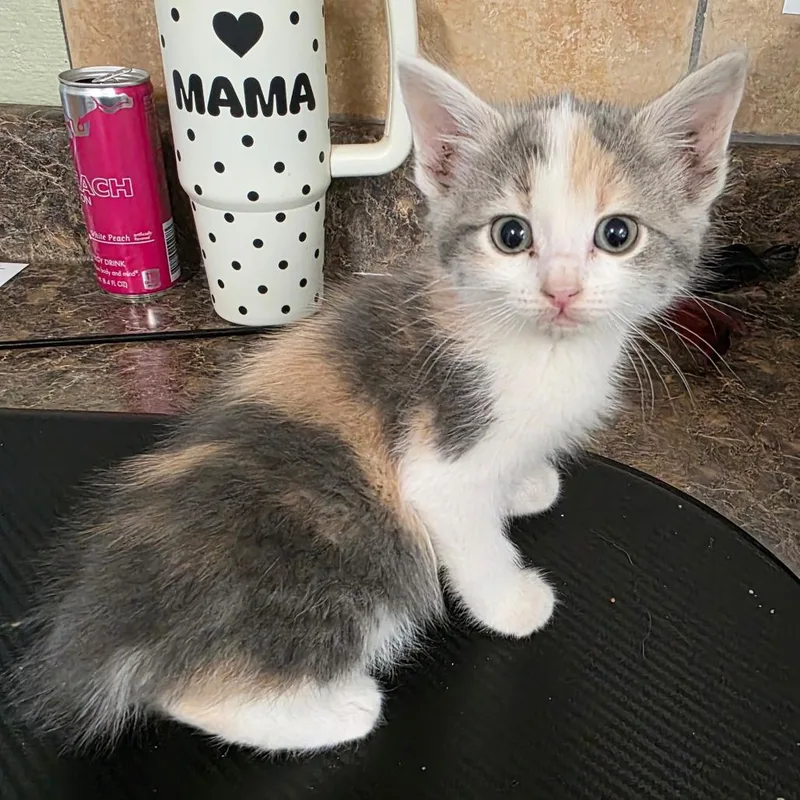 A baby small-sized female Calico Domestic Short Hair cat named Nidoran for adoption in Eureka Springs, AR