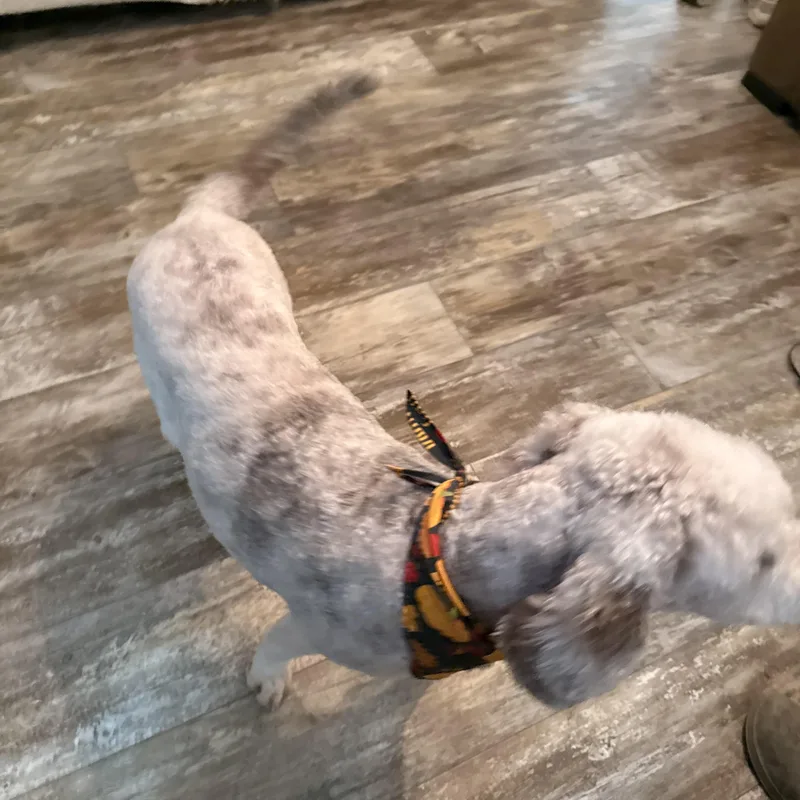 Ellie Mae thumbnail 2