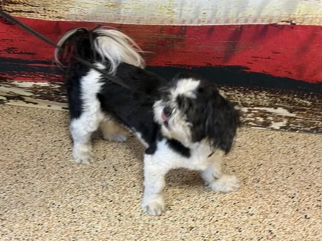 An adult small-sized male Shih Tzu dog named Rocky for adoption in Miami, FL