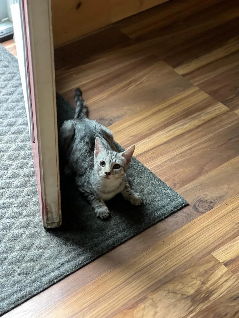 A baby small-sized female Domestic Short Hair cat named Rose for adoption in Gorham, ME