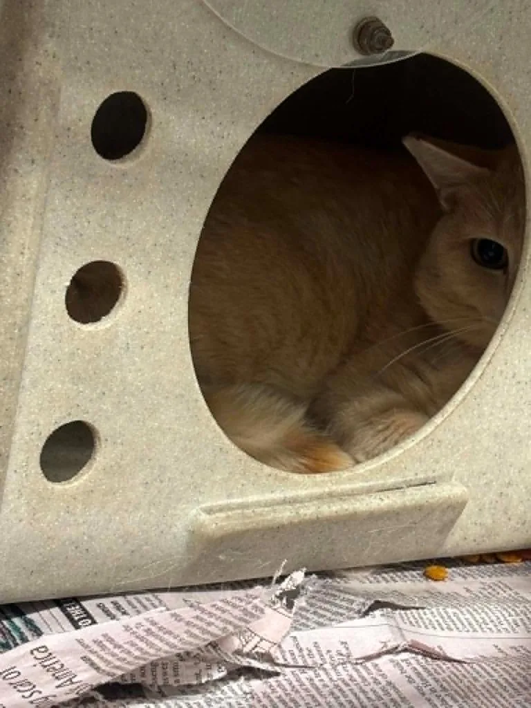 A young medium-sized male Domestic Short Hair cat named Birkley for adoption in Warrenton, NC