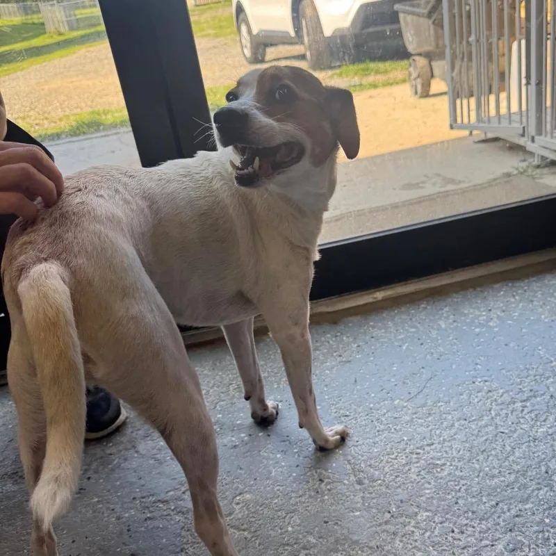 An adult medium-sized male White / Cream Jack Russell Terrier dog named Alfie for adoption in Blairsville, GA