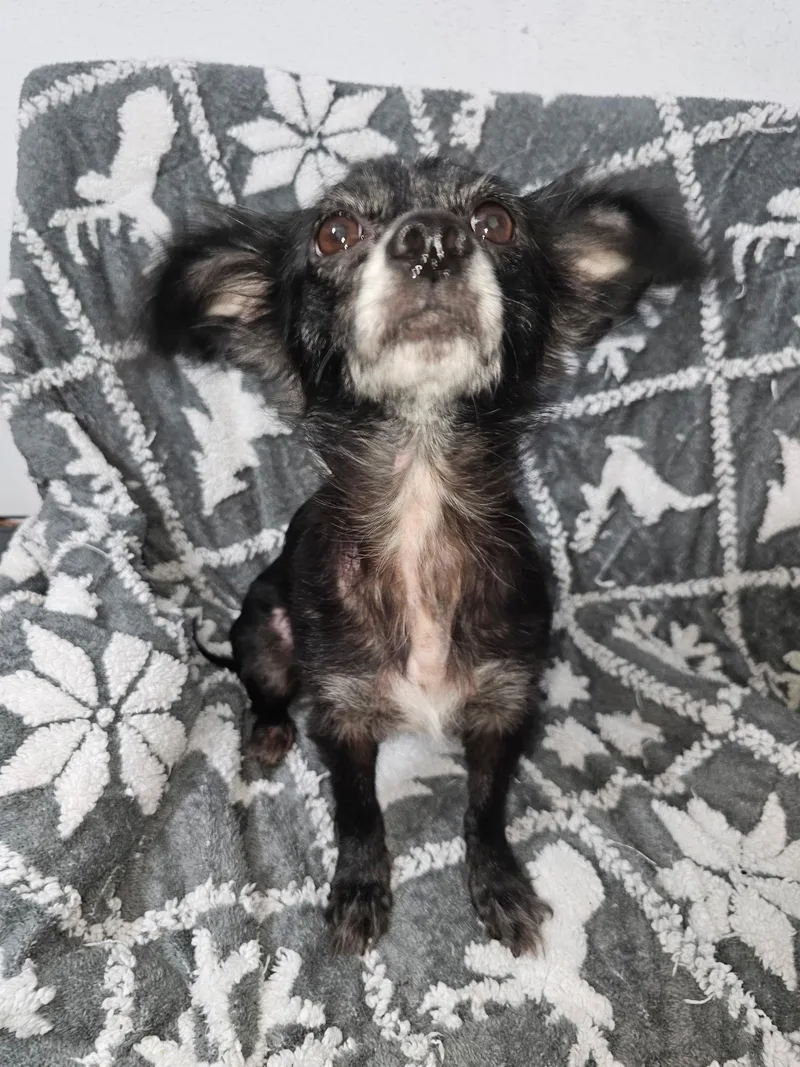 An adult small-sized female Black Chihuahua dog named Trixiana WVT for adoption in Missouri City, TX
