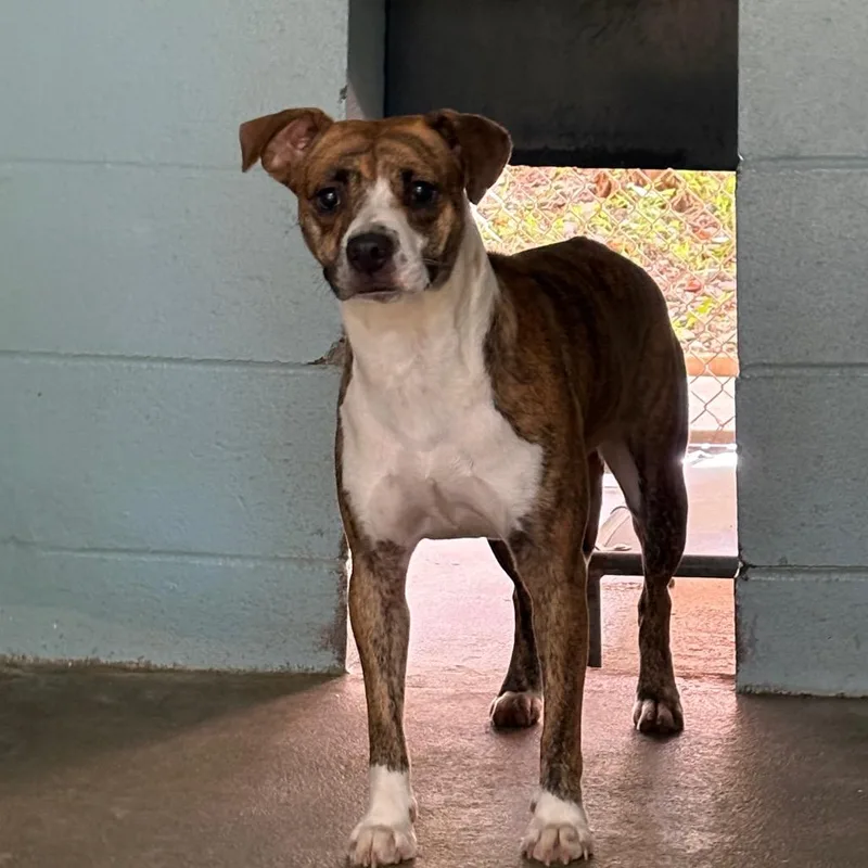 A young medium-sized female Brindle Pit Bull Terrier dog named Memphis for adoption in Columbus, NC