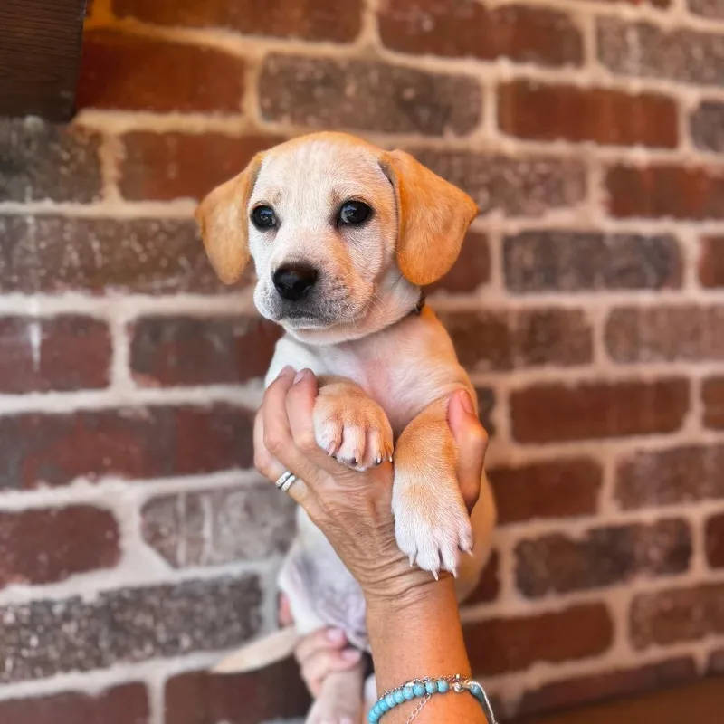 A baby small-sized male White / Cream Yellow Labrador Retriever dog named Mickey Rooney for adoption in San Diego, CA