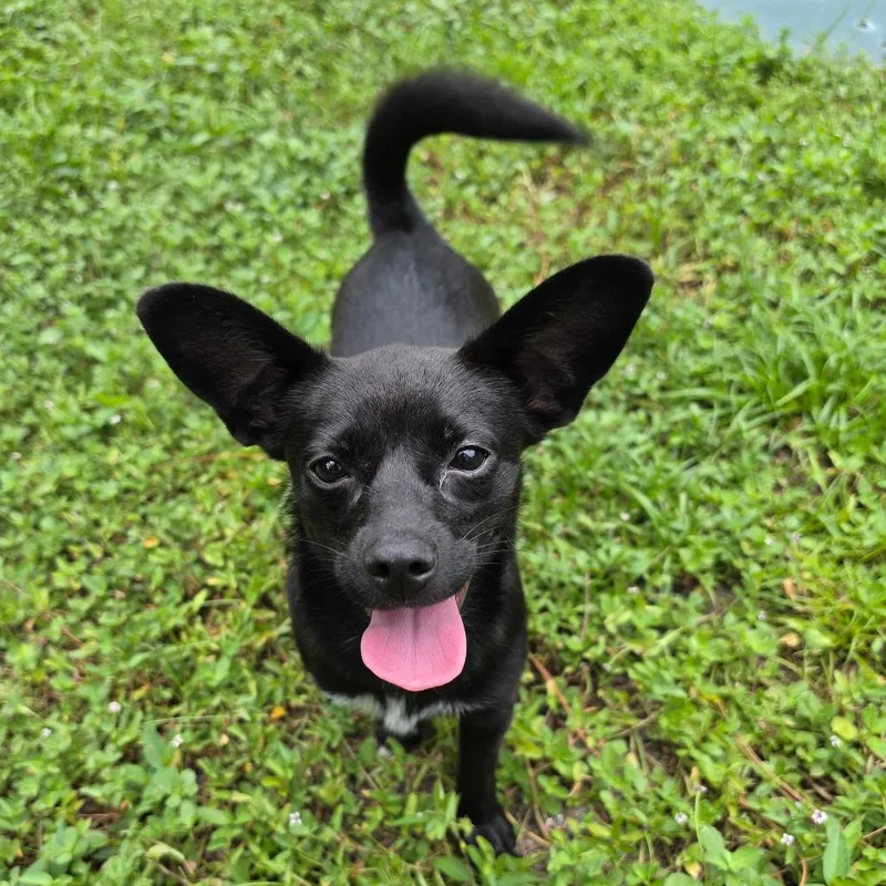 A young small-sized female Black Mixed Breed dog named Babs for adoption in Naples, FL
