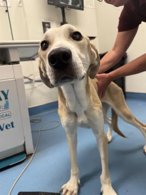 An adult large-sized female Labrador Retriever dog named Nilla for adoption in Tucson, AZ