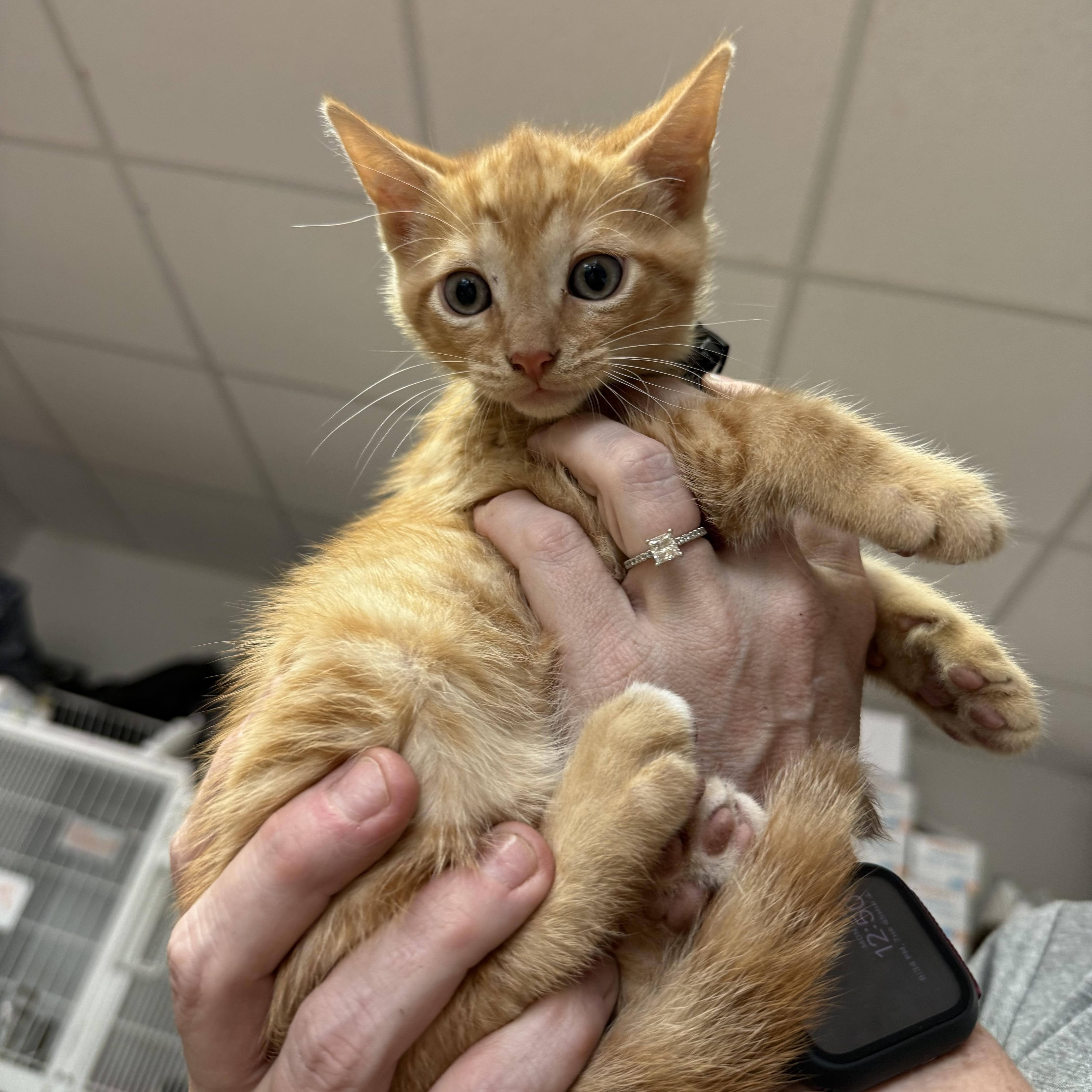 A baby medium-sized male Tabby (Orange / Red) Tabby cat named Pecan Waffle for adoption in Columbia, SC
