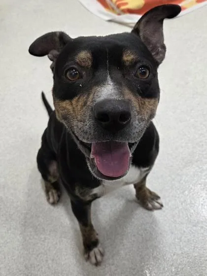 An adult medium-sized male Mixed Breed dog named Mavericks for adoption in Honolulu, HI