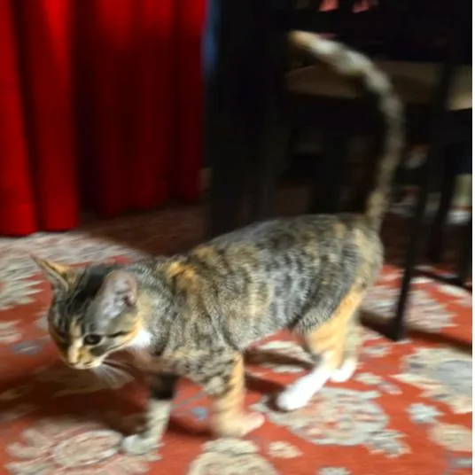A young small-sized female Calico Domestic Short Hair cat named Poppy McKenzie for adoption in Merrifield, VA