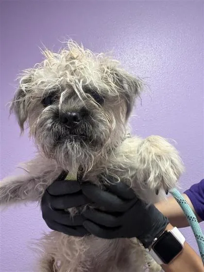 A young small-sized female Brown / Chocolate Terrier dog named 61085634 for adoption in El Paso, TX