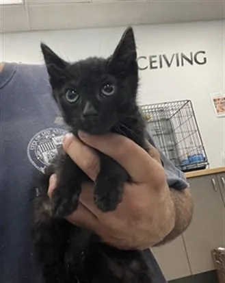 An adult small-sized male Domestic Short Hair cat named Bobby for adoption in Van Nuys, CA