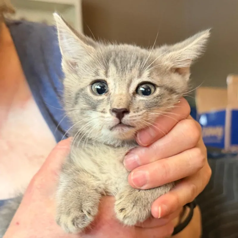 A baby small-sized female Smoke Domestic Short Hair cat named Boom for adoption in Midland, TX