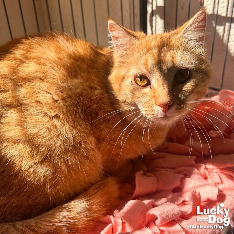 An adult medium-sized male Orange / Red Domestic Short Hair cat named Cato for adoption in Washington, DC