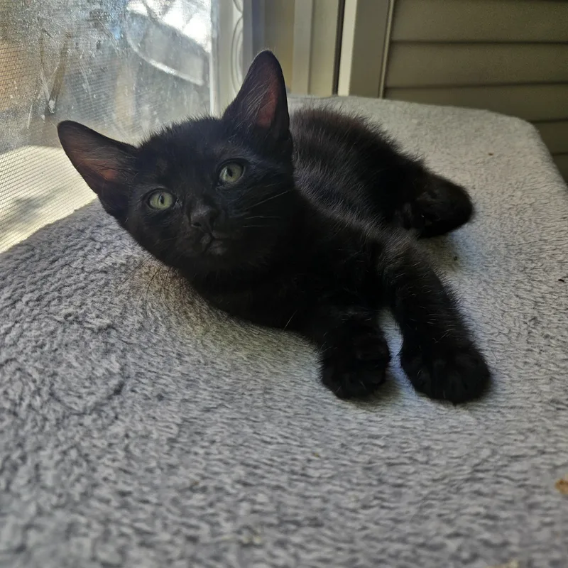 A baby medium-sized male Black Domestic Short Hair cat named Knight for adoption in Los Angeles, CA