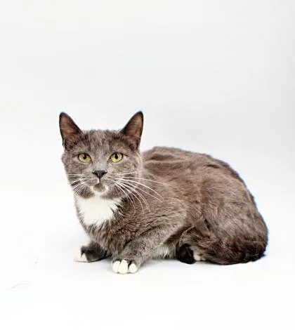 A baby small-sized male Domestic Short Hair cat named Fred for adoption in Morton Grove, IL