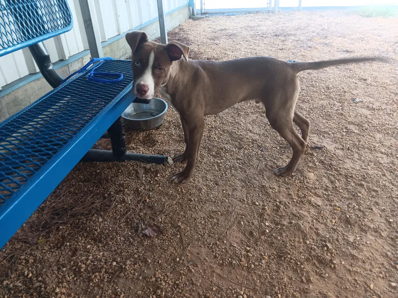 A baby medium-sized male Pit Bull Terrier dog named Gunner for adoption in North Little Rock, AR