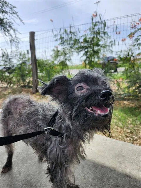 An adult small-sized female Terrier dog named Missy for adoption in San Antonio, TX