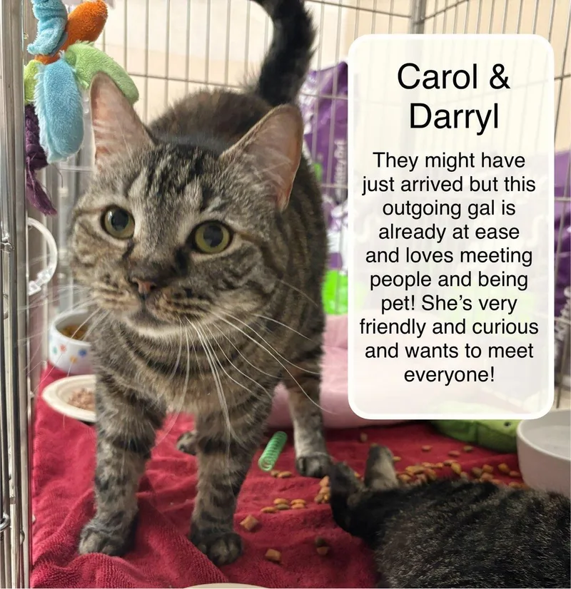 Carol Bonded With Darryl
