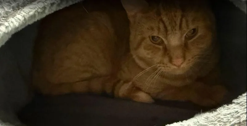 An adult large-sized male Tabby (Orange / Red) Domestic Short Hair cat named Heathcliff for adoption in Hudson, NH
